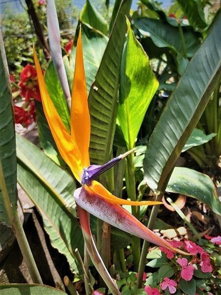 Strelitzia reginae | Bird of Paradise | Crane Flower | 10 Seeds