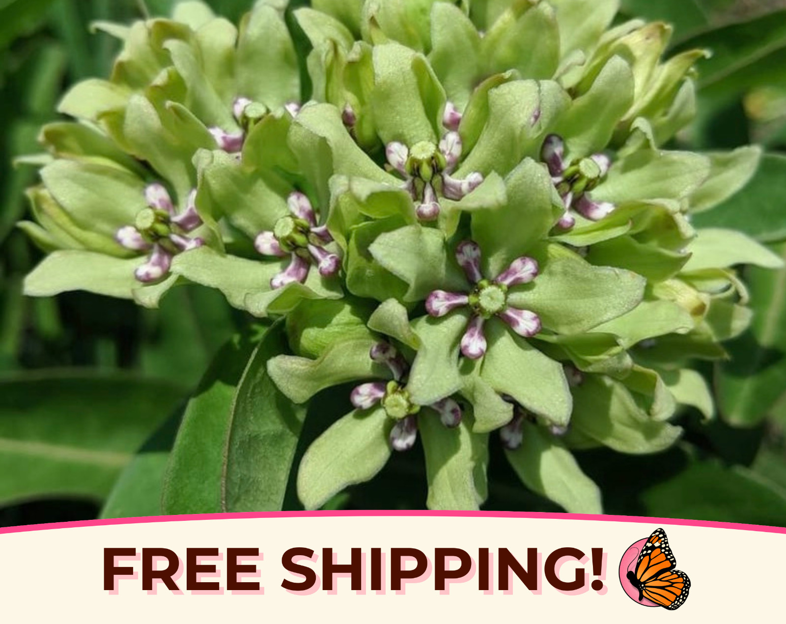 20+ Spider Milkweed Seeds | AKA Green Antelope Horn Milkweed, Asclepais viridis