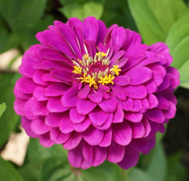 Landscaper’s Pack Zinnia Cosmos Sunflower SUNSET BLOOM MIX Non-GMO 600 Seeds