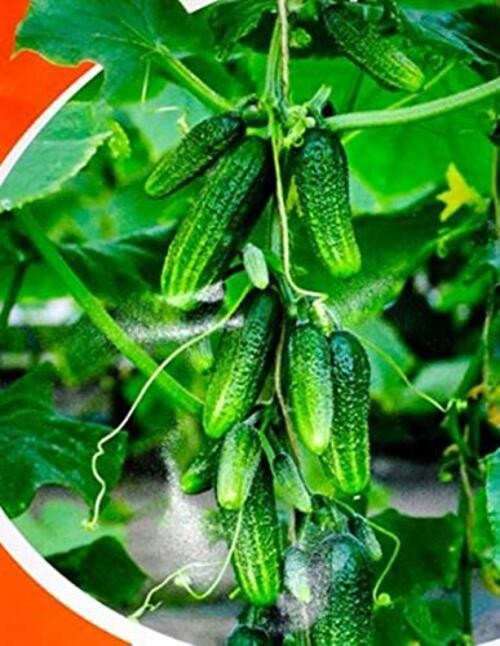 Seeds Cucumber Envy of a Neighbor F1 45 Days Open-Pollinated Pickling Non GMO