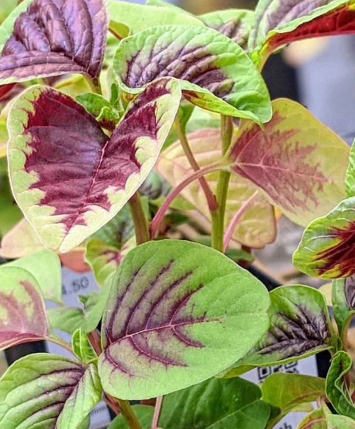 500+ SEEDS Amaranth RED BEAUTY Red stripe leaf Chinese Spinach Yin Cho Callaloo