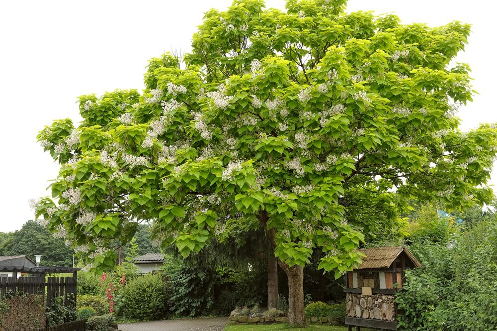 Catalpa Tree Seeds for Planting – 100 Seeds – Stunning Flowers, Large Leaves