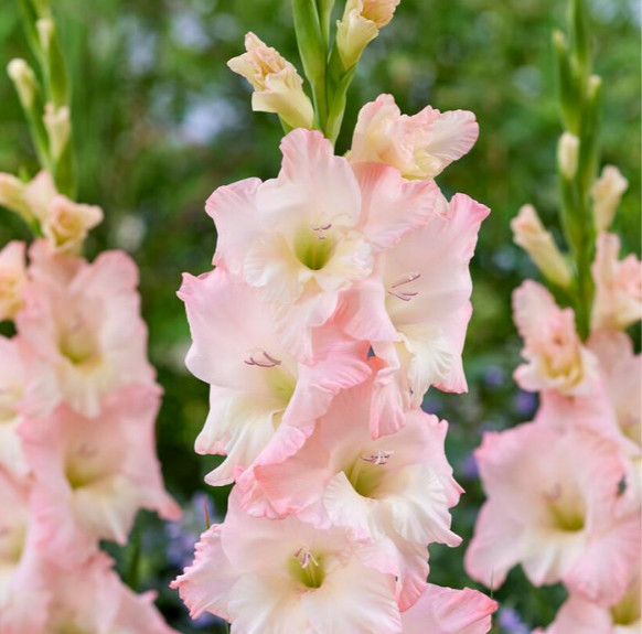 Pack of 5 Gladiolus ‘Careless’ Size 12/14 Corms Bulbs Pastel Pink – 10/12cm