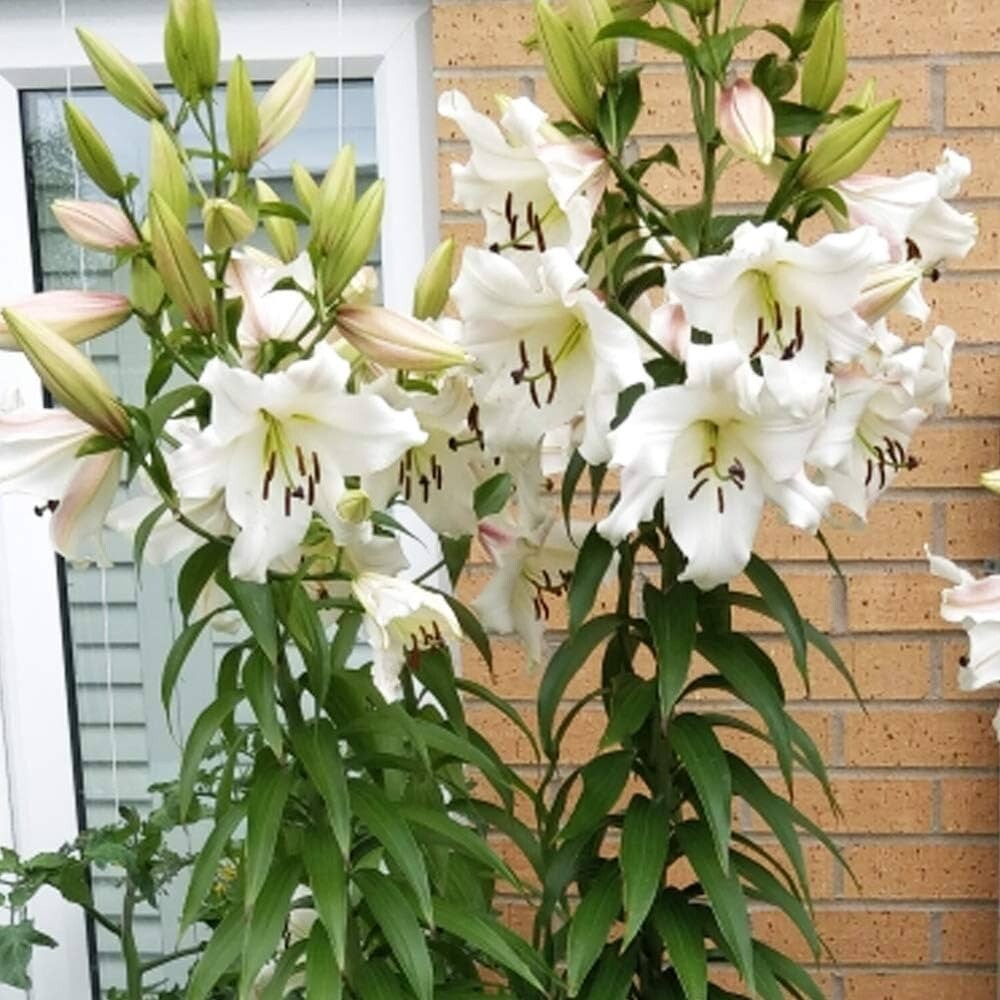 1 – GIANT ORIENPET LILY Pretty Woman Flower Bulbs- Perennial “U S Seller “
