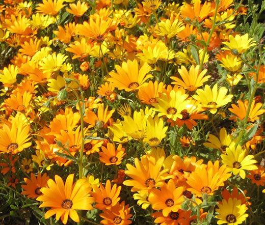AFRICAN DAISY MIX Dimorphotheca Sinuata – 5,000 Bulk Seeds