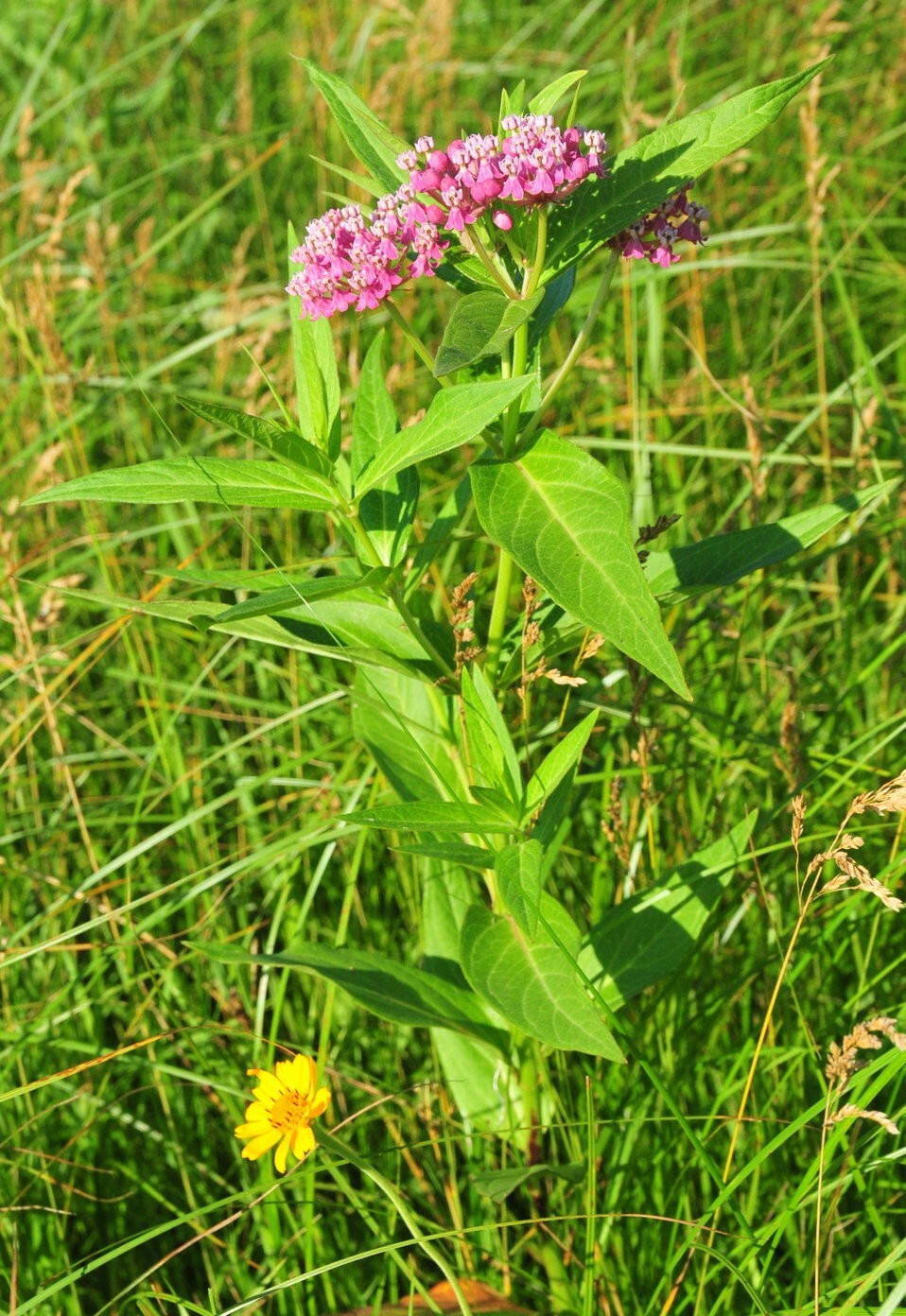 50+ Swamp Milkweed Seeds, Asclepias Incarnata, Cold-Stratified, Spring Planting