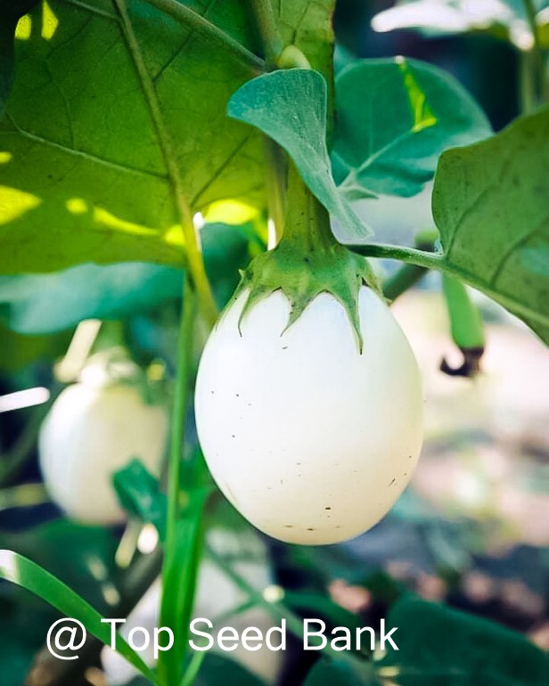 10+ Japanese White Egg eggplant seeds, 65 days + Free GIFT | Heirloom, Organic