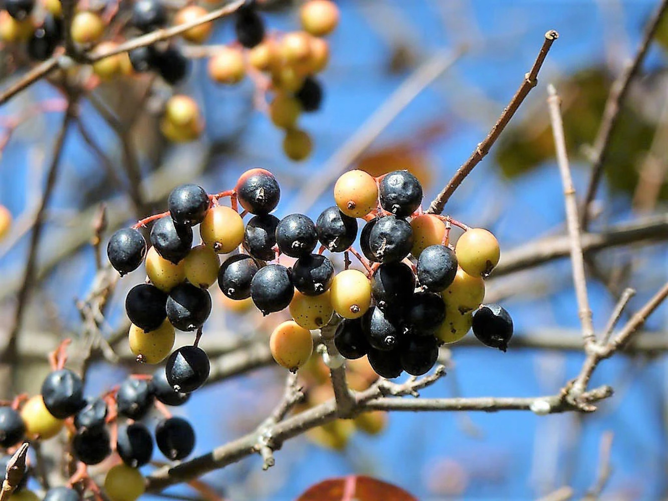 20 NANNYBERRY SWEET VIBURNUM Lentago Shrub Tree Blue Black Fruit Flower Seeds