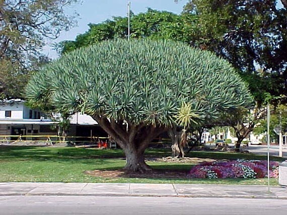 20 Dragon’s Blood Tree Seeds (Dracaena draco) Exotic Canary Island Palm Bonsai