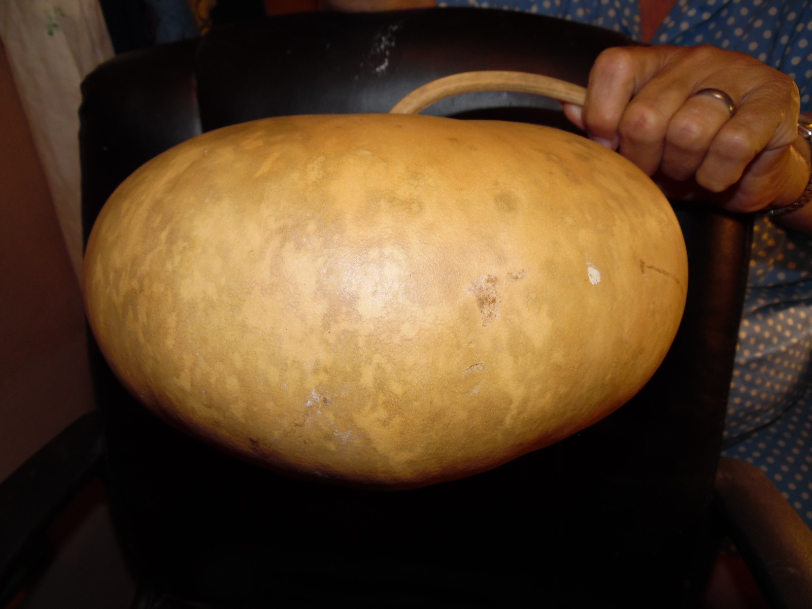 Huge Mix of Seeds From Large Gourds In Photo! 10 Large Seeds!