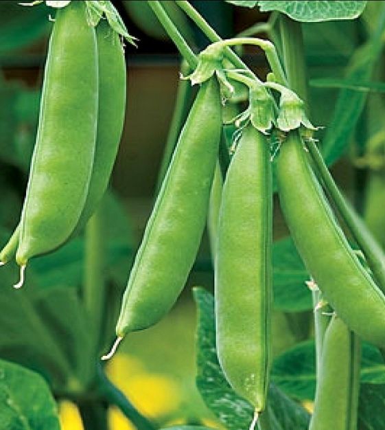 Super Sugar Snap Pea Seeds | Heirloom | Organic