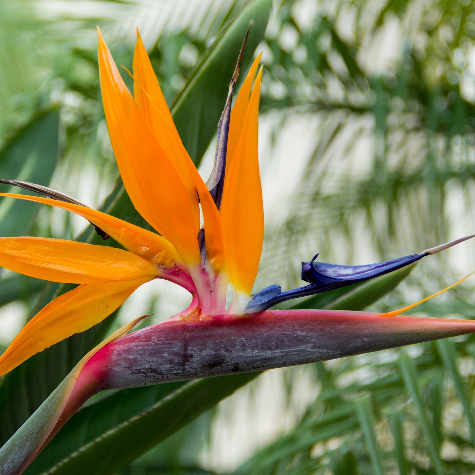 Bird Of Paradise, Crane Flower – 20 Seeds 2024 – USA