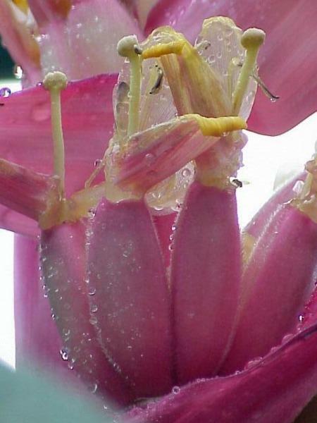 Musa velutina | Pink or Hairy Banana | 10 Seeds