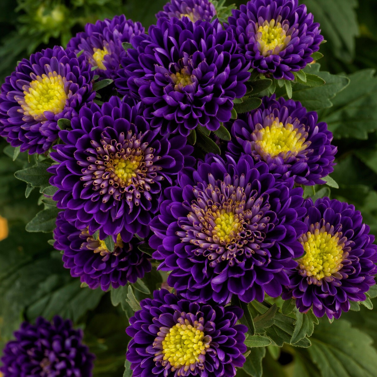 Aster Seeds Matsumoto Blue 50 Seeds Cut Flower Seeds