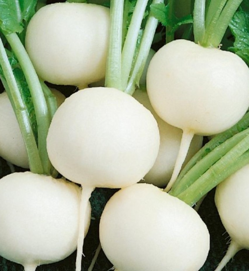 250+ Hailstone Radish Seeds **Fresh Seeds** ~~Free Shipping~~