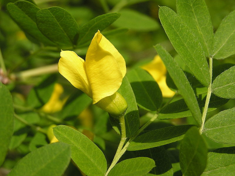 Siberian Pea Tree, Caragana arborescens, Seeds (Hardy, Fragrant, Hedge)