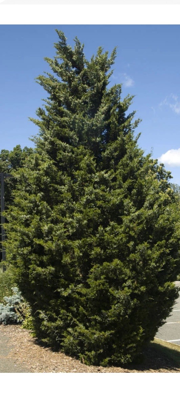 Eastern Red cedar, Juniperus virginiana, Tree Seeds (Evergreen) 1000 Seeds