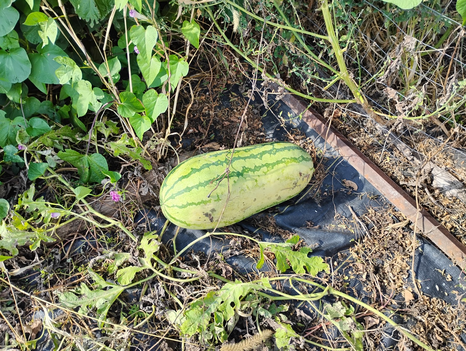 Iowa Grown Organic Striped Watermelon Seeds, NON-GMO, Gumbo Soil Pure 20-35 LBS