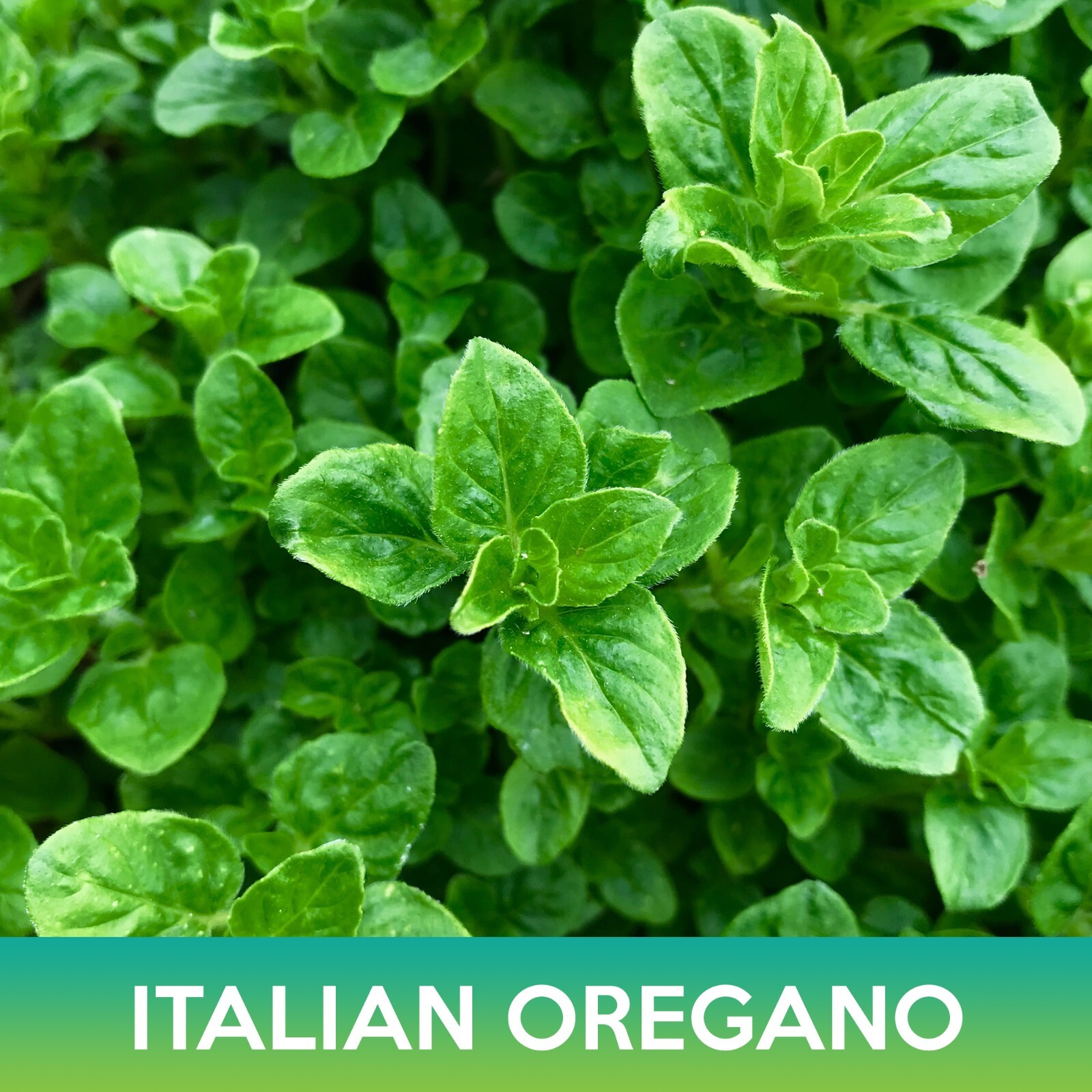Italian Oregano Seeds, Origanum vulgare