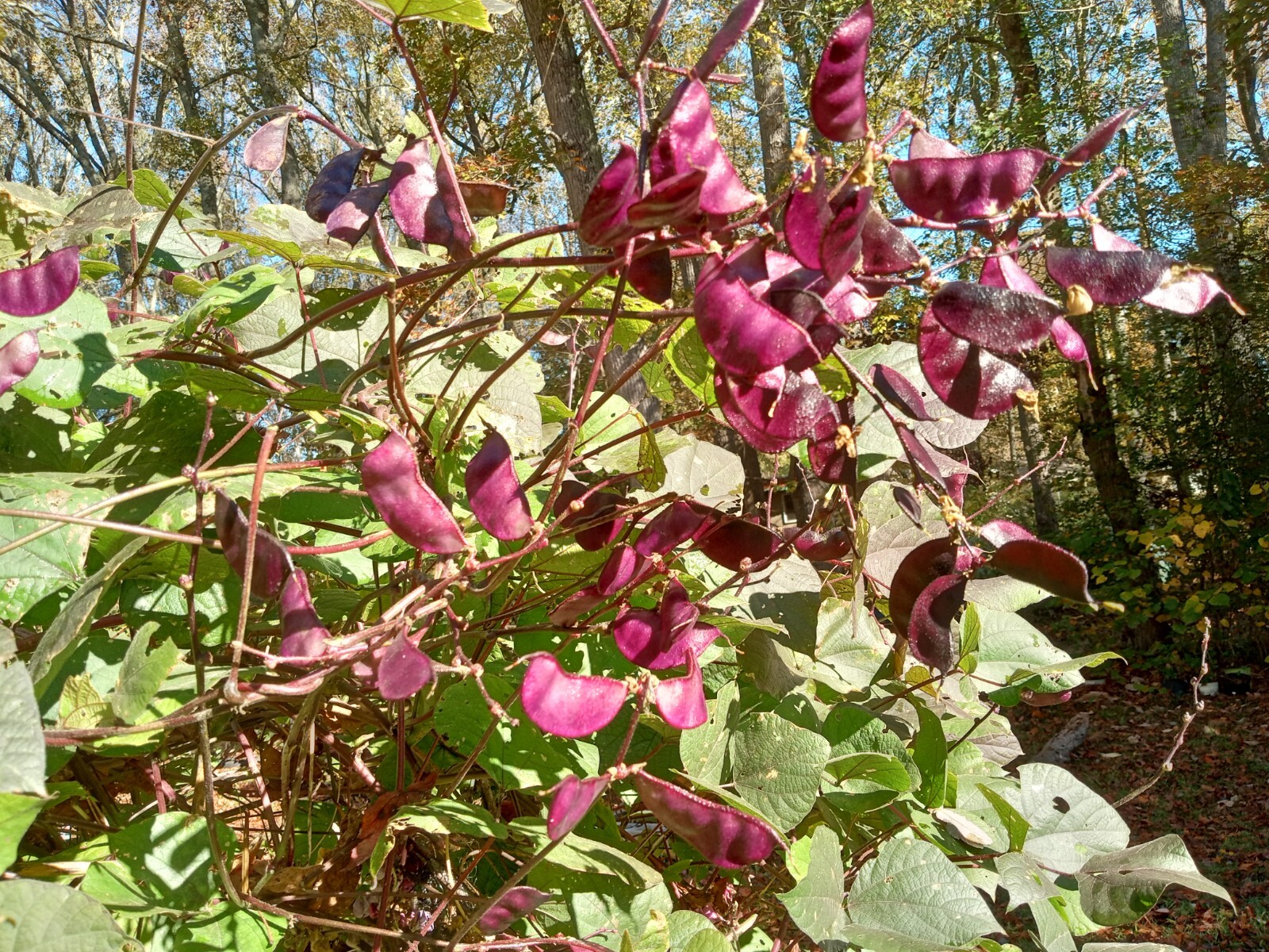 20 Purple Hyacinth Bean Seeds(Lablab purpureus) Grown In USA.