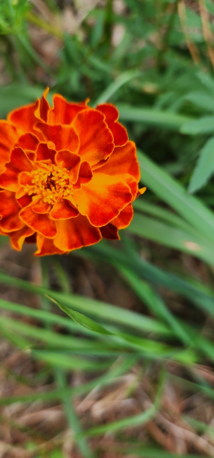 French Marigold Sparky Mix, Beautiful Colors, Garden Pest Deterrent, FREE SHIP