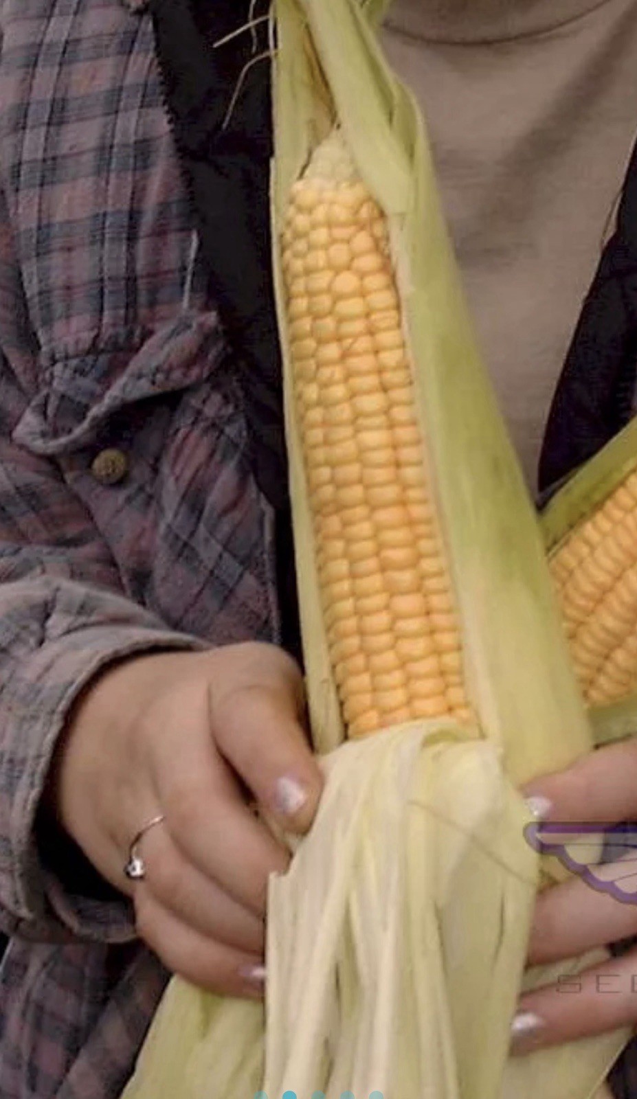 Stangar Improved Field Corn Seeds
