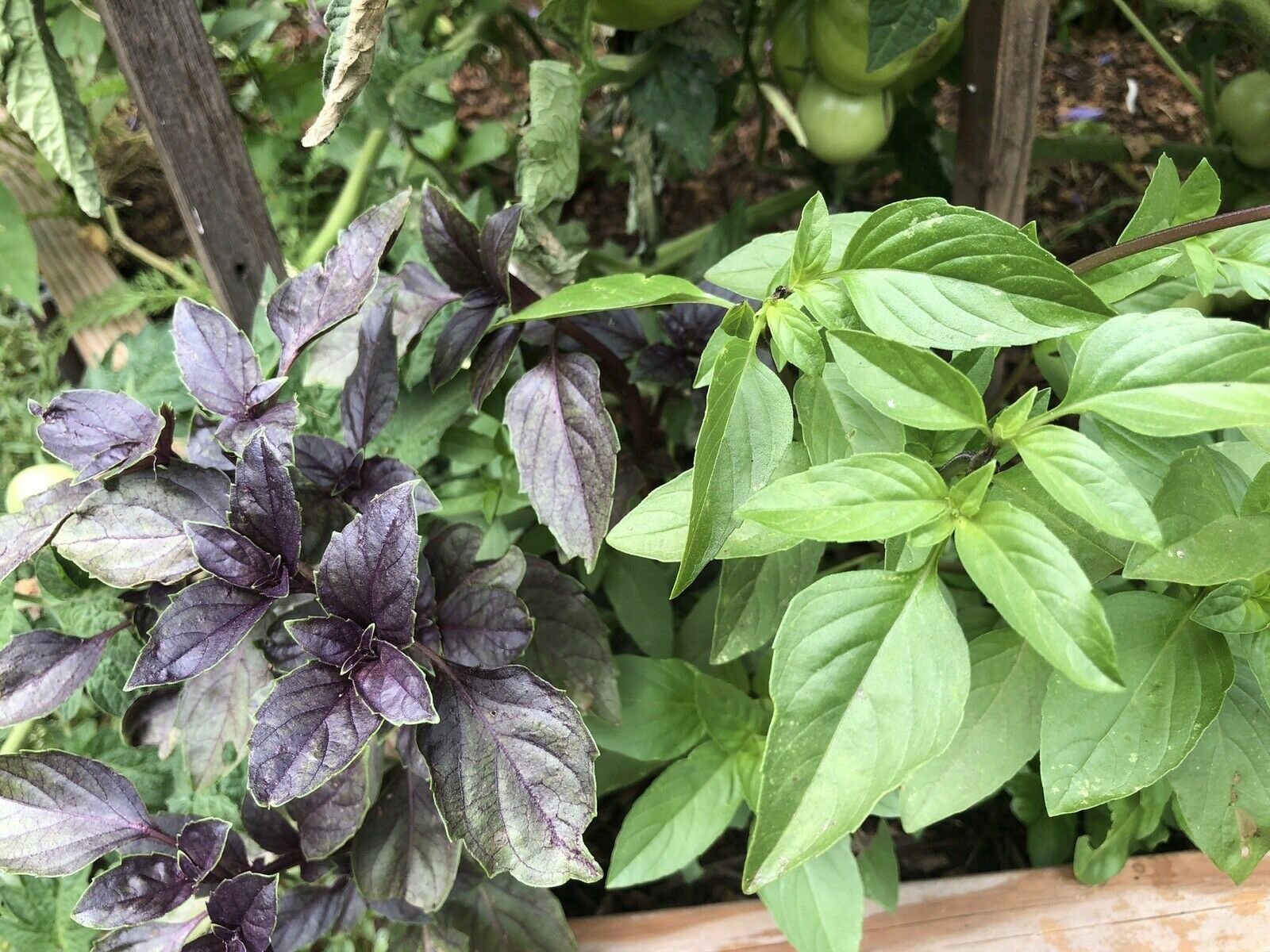 300+ Dark Purple Opal Basil Seeds Organically Grown USA NON-GMO