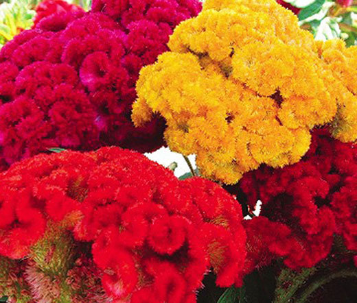 COCKSCOMB MIXED COLORS DWARF Celosia Cristata Nana Jessica – 200 Bulk Seeds