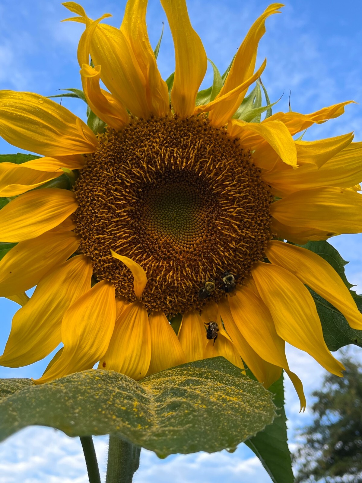 (25) Mammoth Sunflower seeds for spring planting – organically grown