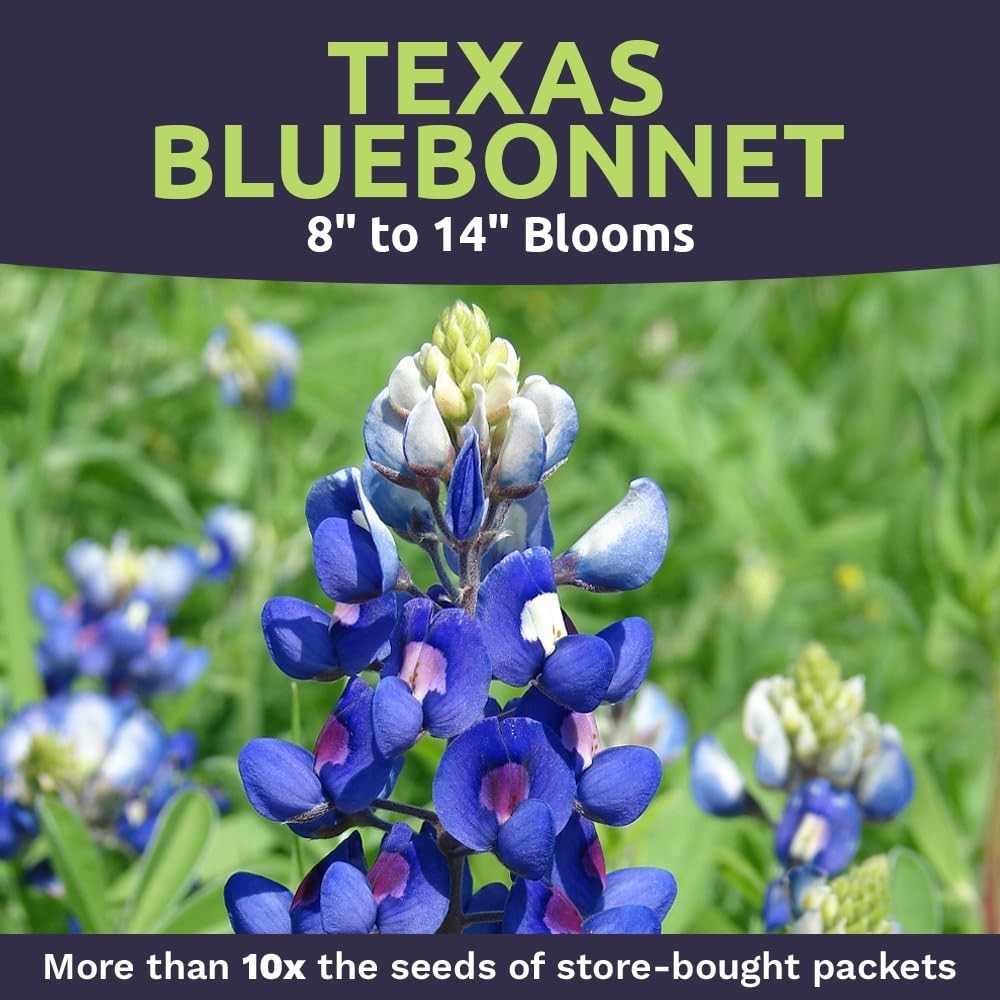 Texas Bluebonnet Wildflower Seeds – 1/4 lb Bulk, 4000+ Native Seeds, State Flowe