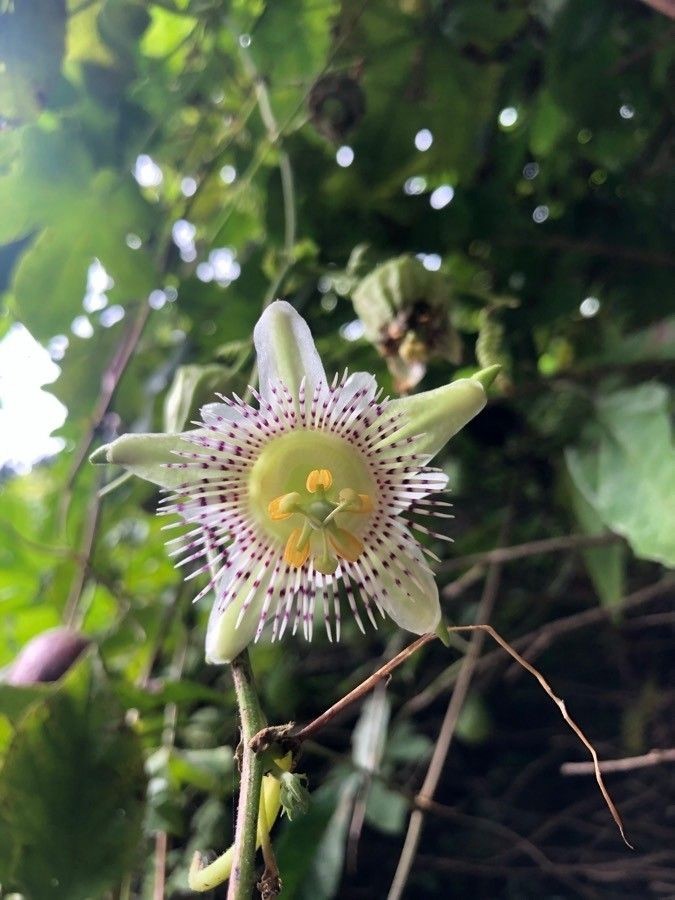Passiflora adenopoda | Passion Flower | 5_Seeds