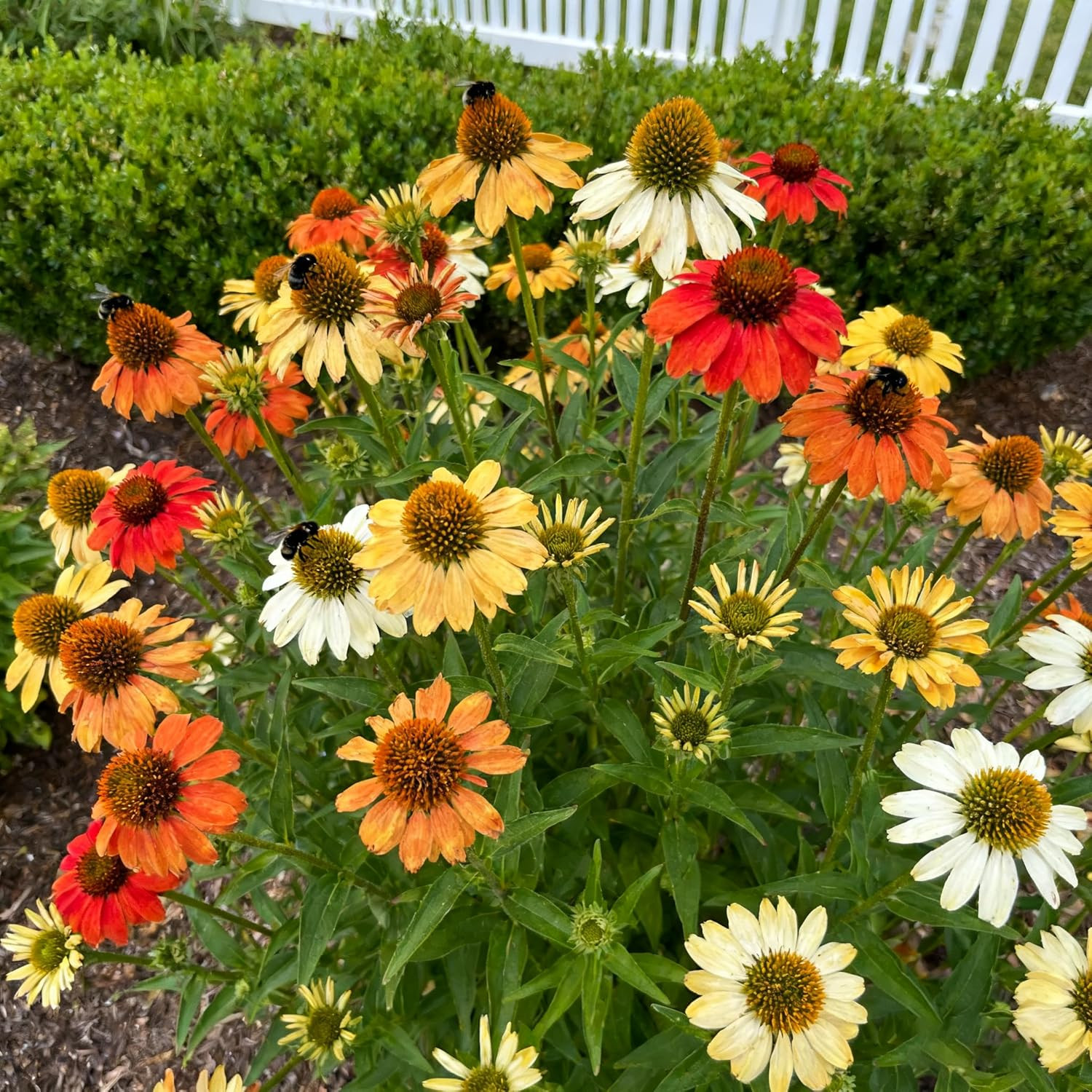 1000+ Echinacea Purpurea Seeds for Planting, Mixed Color Echinacea Coneflower Se
