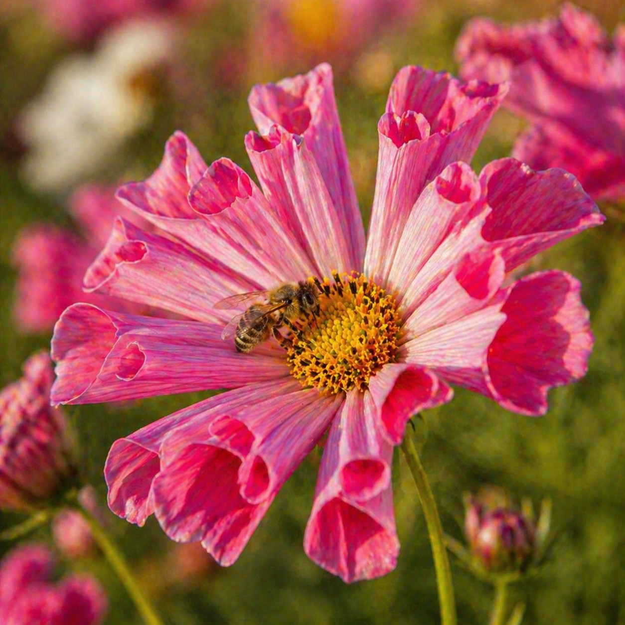 Sea Shells Mix Cosmos – Heirloom Flower Seeds – Unique Tubular Petal 100 seeds