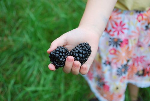 GIANT BLACKBERRY * 315 SEEDS*MEDICINAL*ANTIOXIDANT*FIBER*HEALTHFUL*TRIPLE CROWN