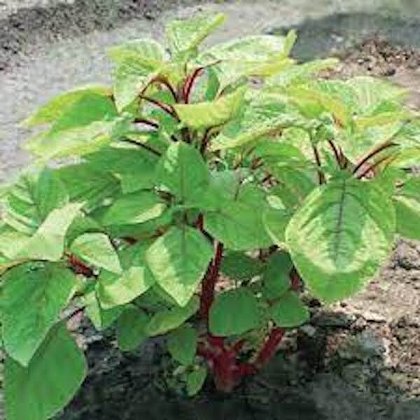 2000 Varieties Red, Green, Green+Red Edible Amaranth Spinach Seeds