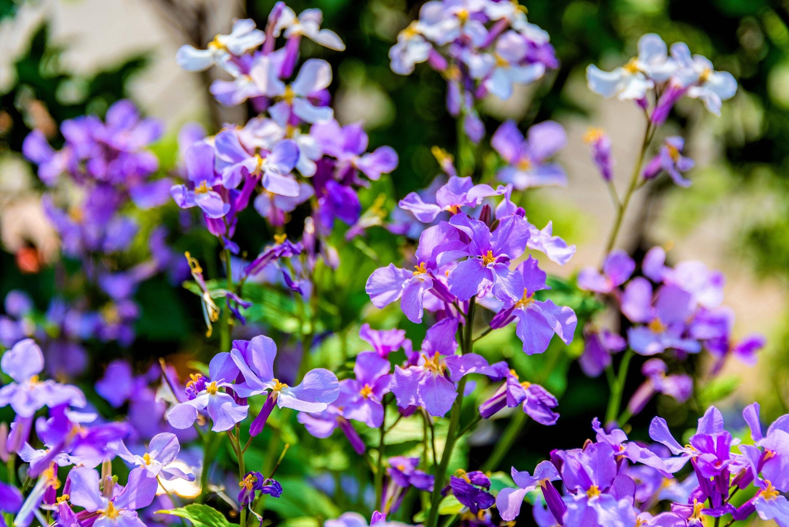 500 Purple FEBRUARY ORCHID Violet Cress Orychophragmus Flower Vegetable Seeds