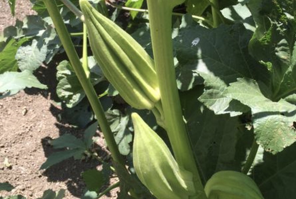  25 Okra Seeds Star Of David Old Fashioned BIG OKRA Vegetable HEIRLOOM 