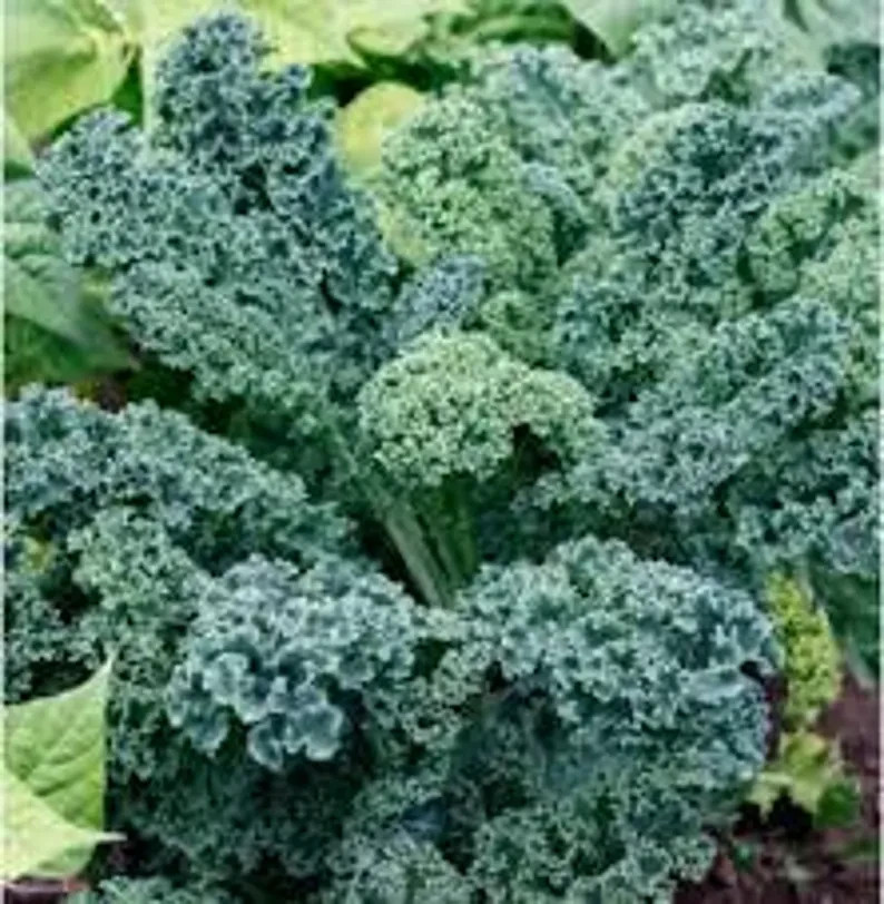 200 Blue Curled Scotch Kale Seed. Organic. USA Seeds. Ships free