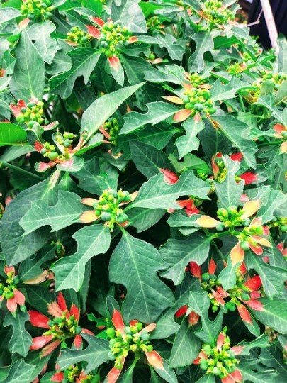 25 Fire on the Mountain Seeds, Euphorbia cyathophor, Wild Poinsettia