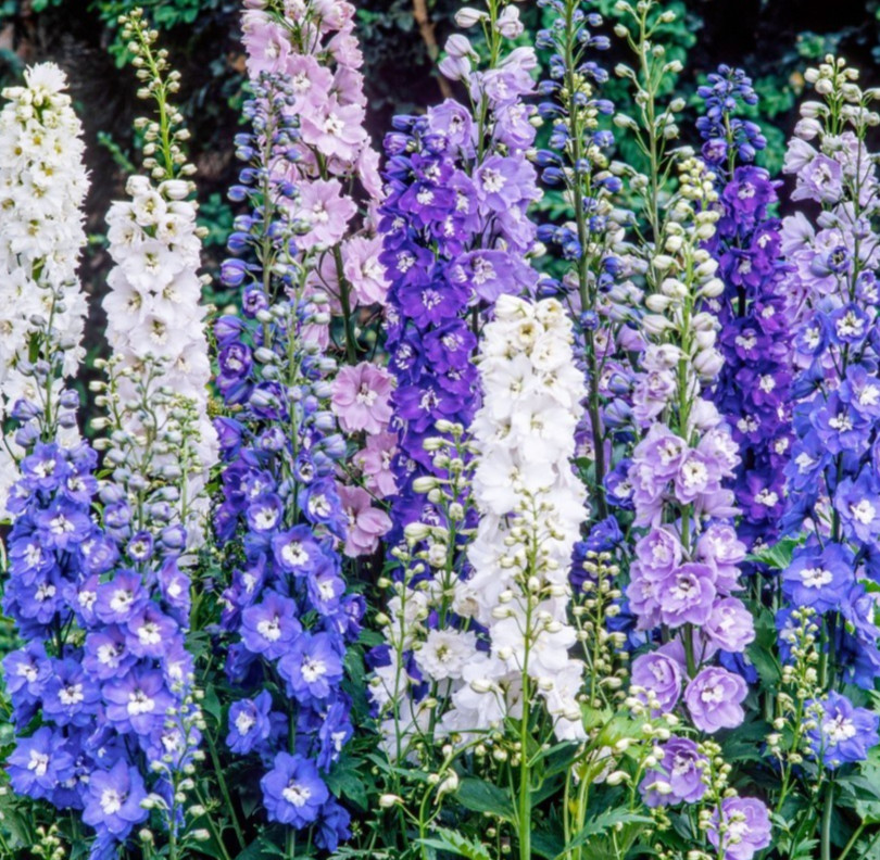 LARKSPUR SEEDS 200+ “IMPERIAL ROCKET” MIX annual FLOWER garden FREE SHIPPING