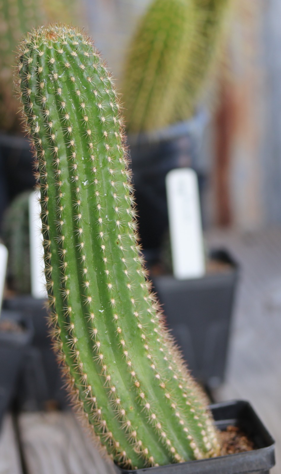 Tricho hybrid ‘White Wedding’
