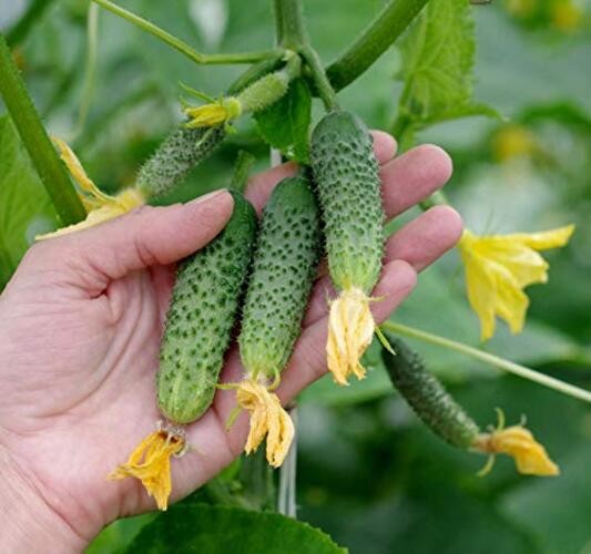 Seeds Cucumber Envy of a Neighbor F1 45 Days Open-Pollinated Pickling Non GMO