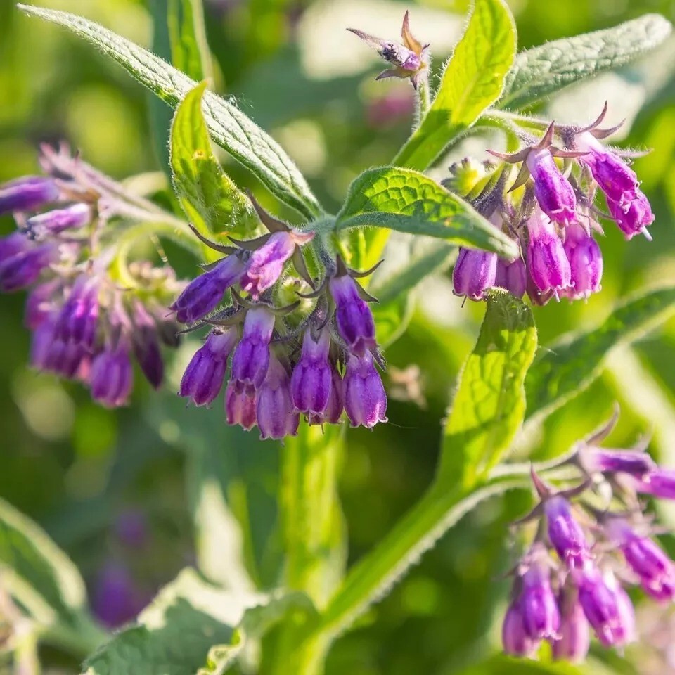 80 Symphytum Officinale Comfrey Seeds – Non-GMO Heirloom Fresh Garden Seeds