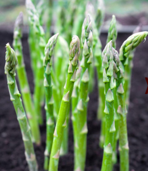 Asparagus MARY WASHINGTON Perennial Heavy Yields Most Popular in USA 50 Seeds
