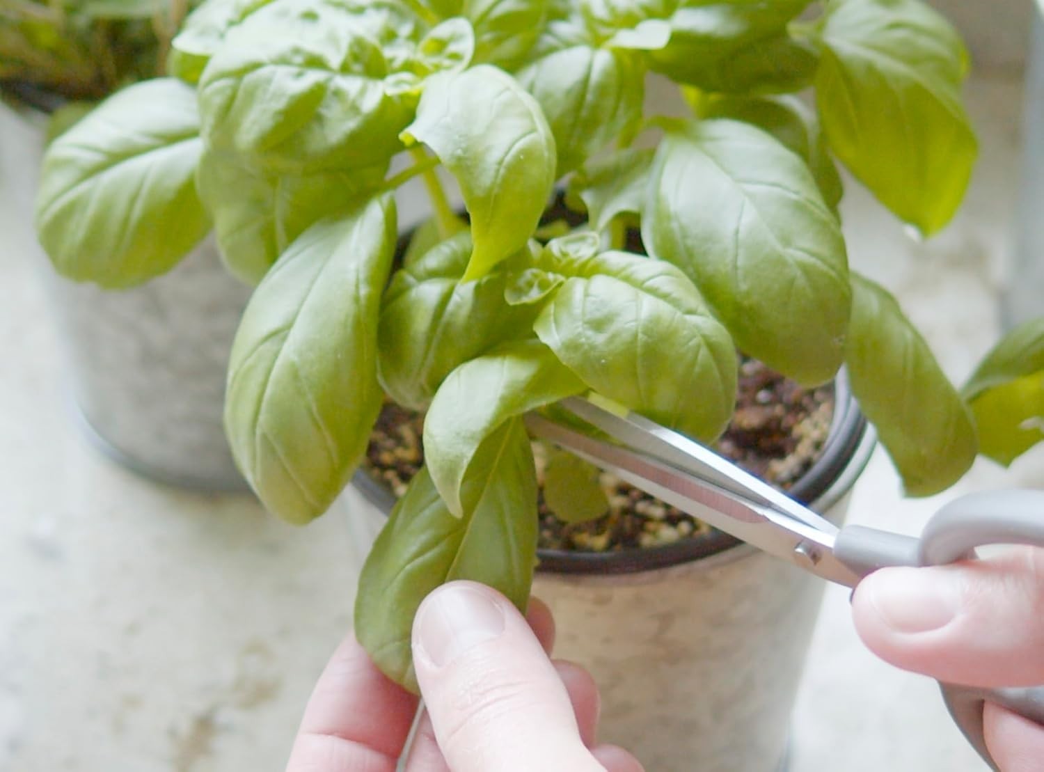 10 Pack of Heirloom Organic Herb Seeds with Seed Starting Video – Culinary Herbs