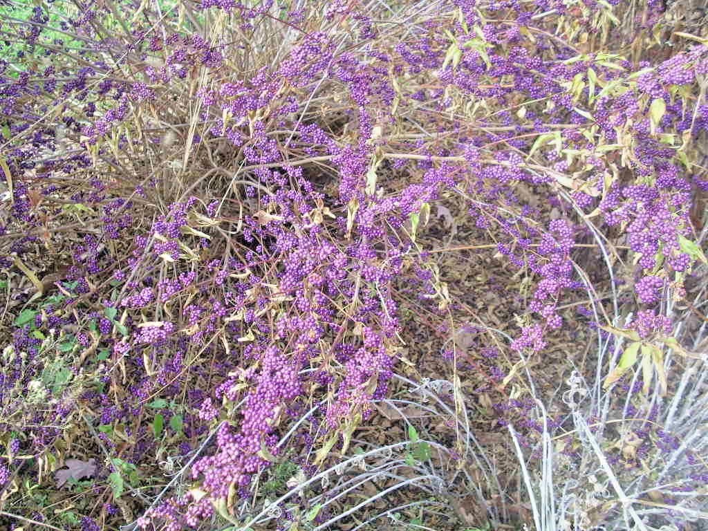 30 AMERICAN BEAUTY BERRY SEEDS – Callicarpa americana