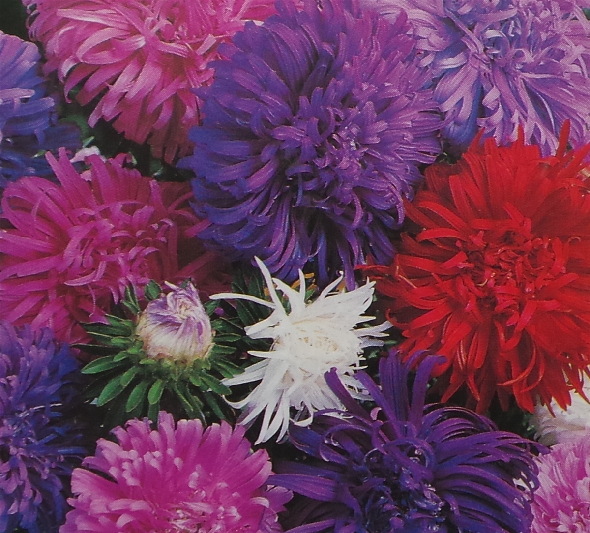 Aster Crego Giant Mix Seed – 1 Packet