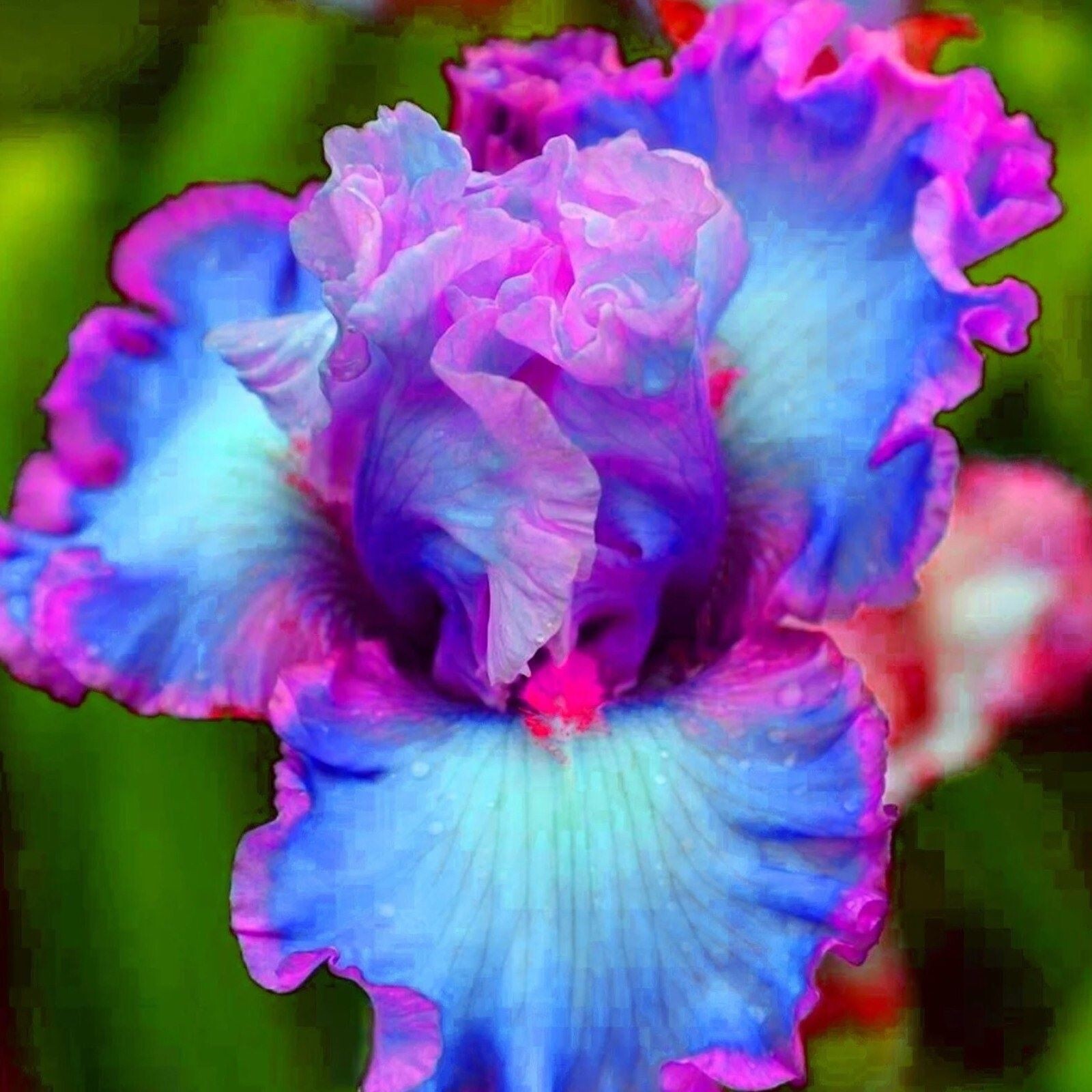 100 Iris Seeds Much Less Money Than Bulbs