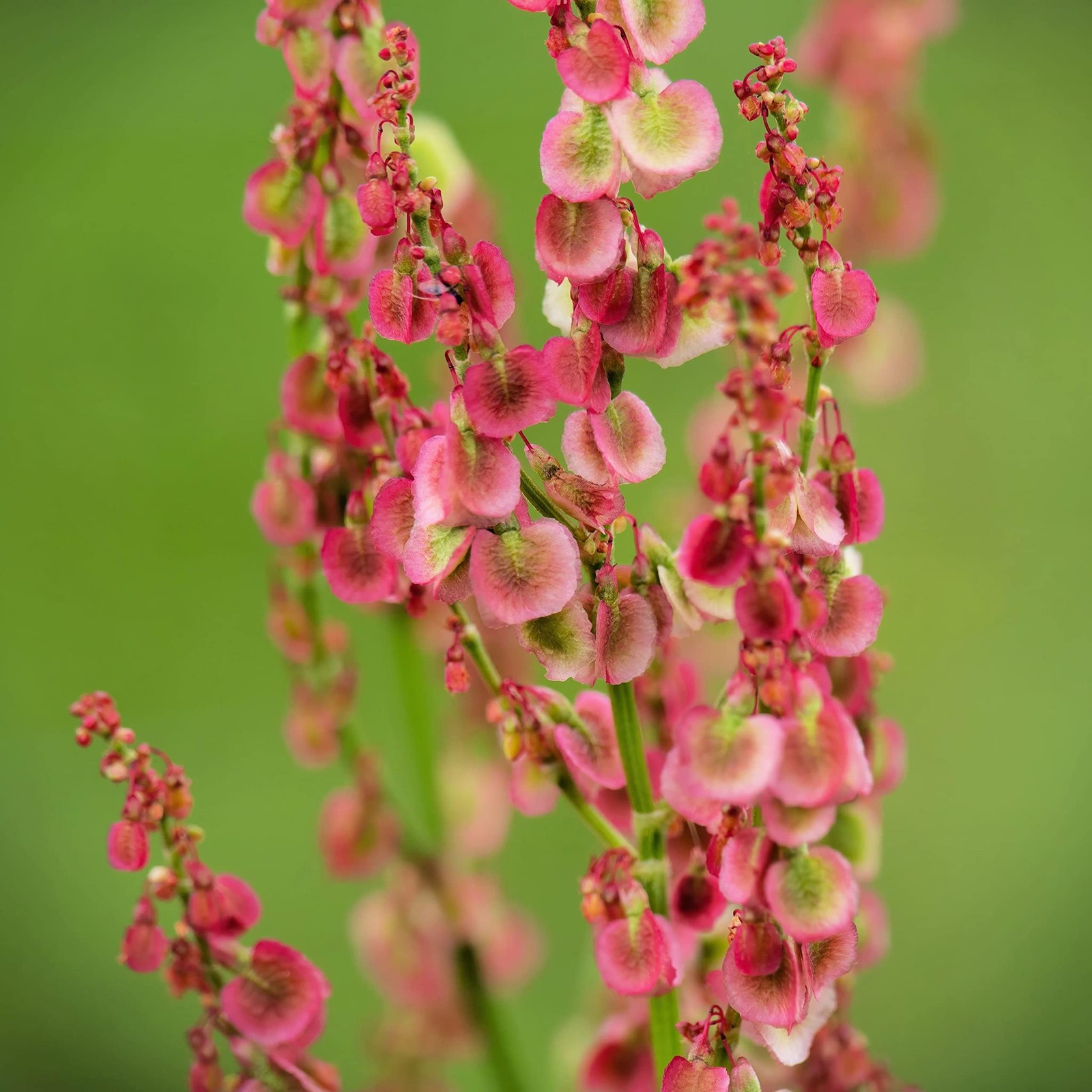Curly Dock Seeds for Planting (50 Seeds) – Rumex crispus, Great for Bouquet or G