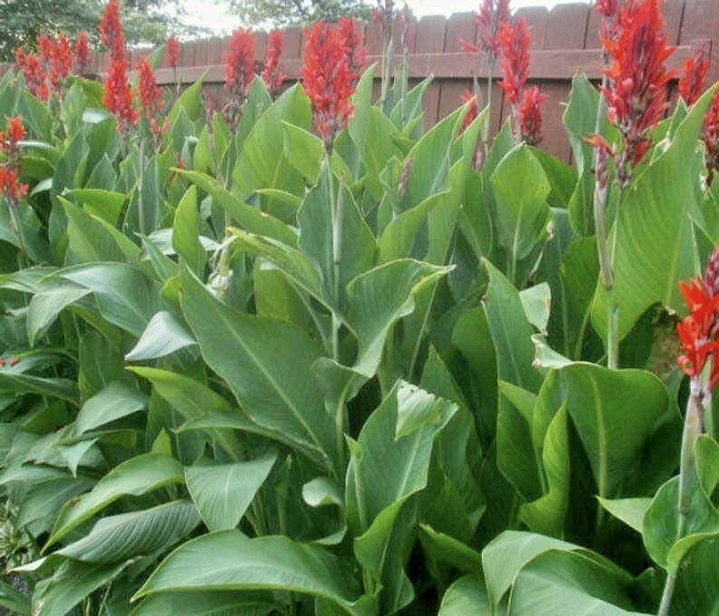 Canna Bulbs Red Jumbo Plants Tall Plants Lot Of (3) Green Leaf Lily Rhizomes